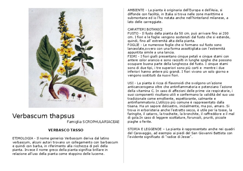 Verbascum_thapsus.pdf