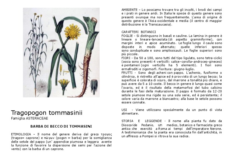 Tragopogon_tommasinii.pdf