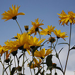 Helianthus_tuberosus n4.jpg