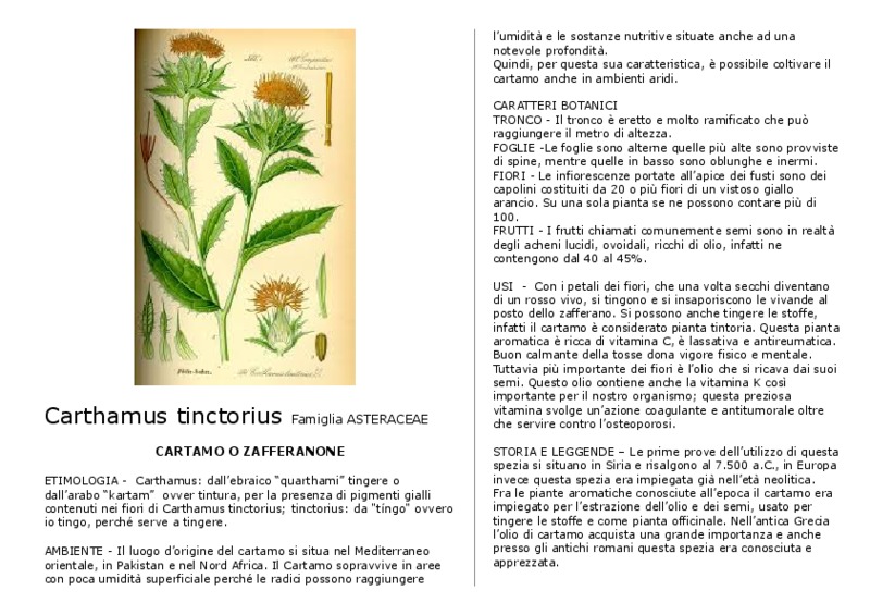Carthamus_tinctorius.pdf.pdf