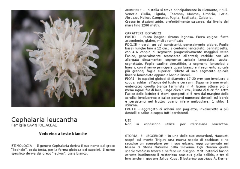 Cephalaria_leucantha.pdf
