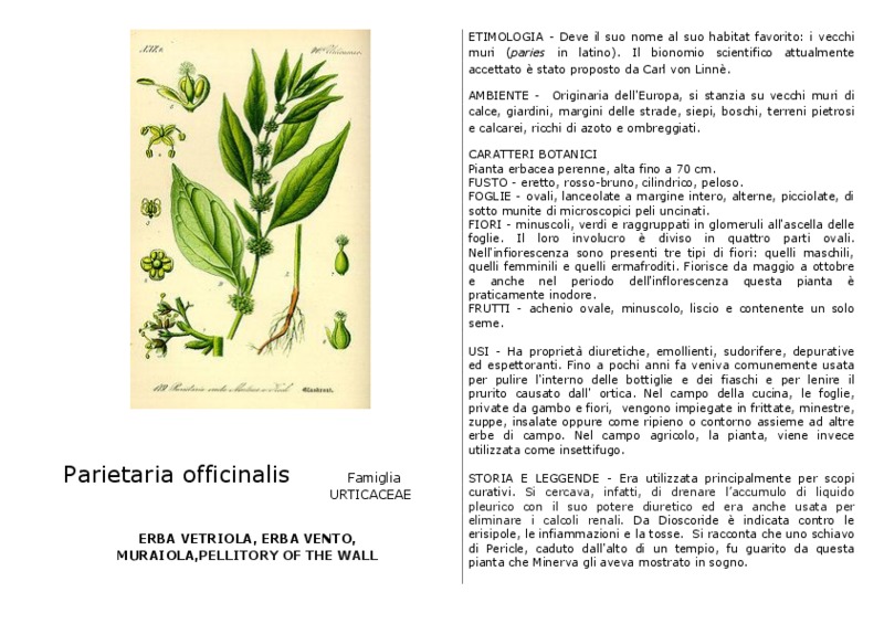 Parietaria_officinalis.pdf