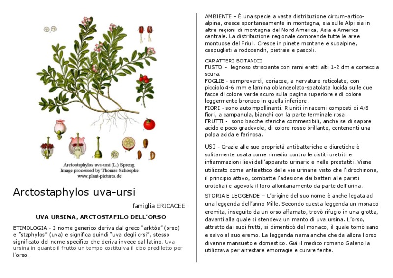 Arctostaphylos_uva-ursi.pdf