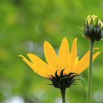 Helianthus_tuberosus n3.jpg