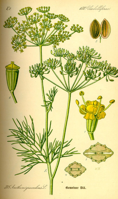 Anethum_graveolens_1.jpg