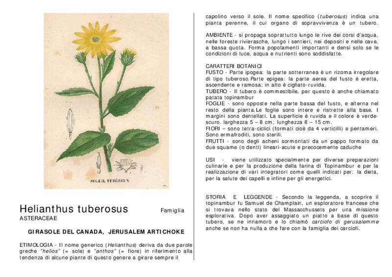 Helianthus_tuberosus.pdf