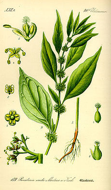 Parietaria_officinalis_1.jpg