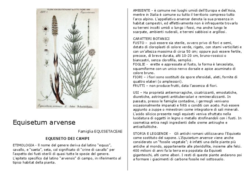 Equisetum_arvense.pdf