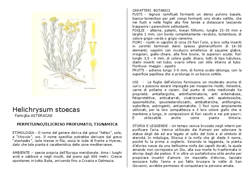 Helichrysum_stoechas.pdf
