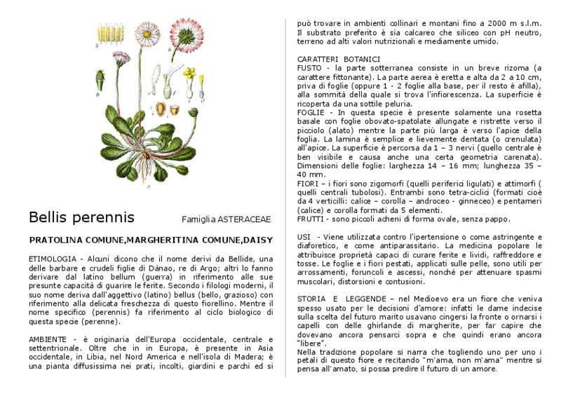 Bellis_perennis.pdf