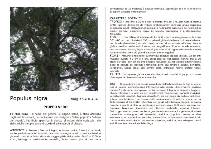 Populus_nigra.pdf
