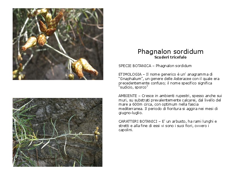 scheda stampabile phagnalon sordidum.pdf
