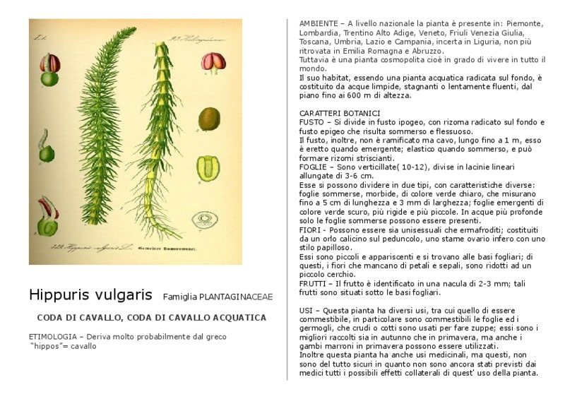 Hippurus_vulgaris.pdf