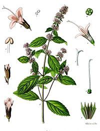 Mentha_piperita_3.jpg