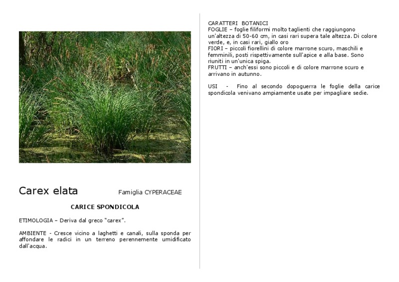 Carex_elata.pdf