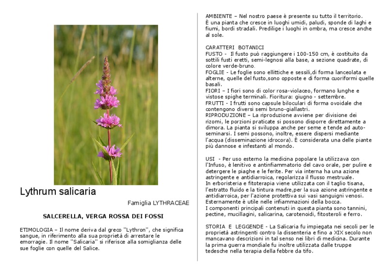 Lythrum_salicaria.pdf