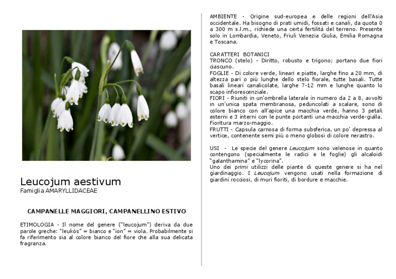 Leucojum_aestivum.pdf