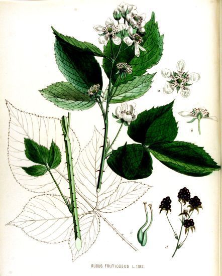 Rubus_fruticosus_1.jpg