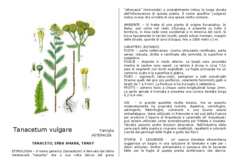 Tanacetum_vulgare.pdf