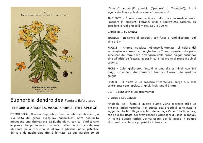 Euphorbia_dendroides.3.pdf