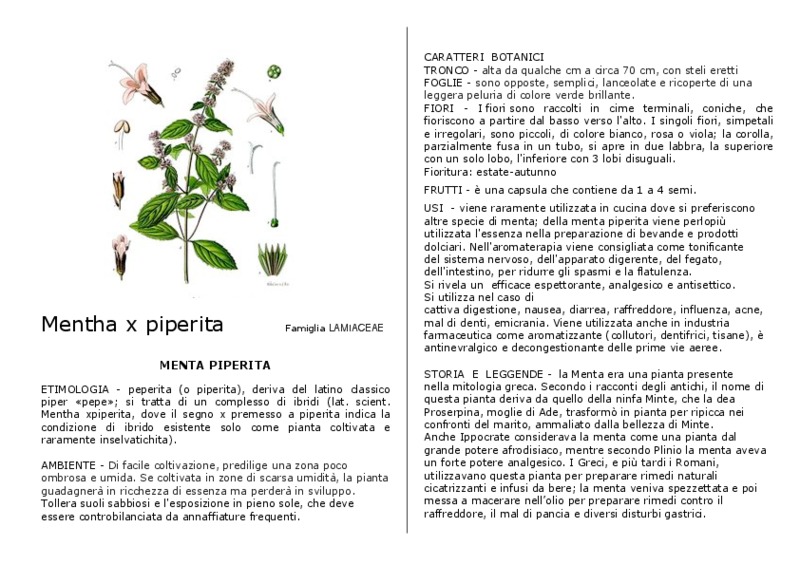 Mentha_piperita.pdf