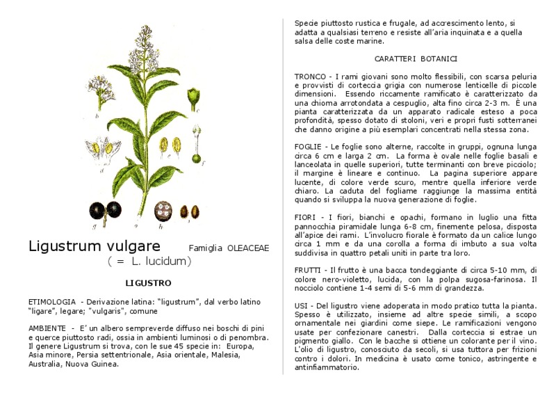 Ligustrum_vulgare.pdf