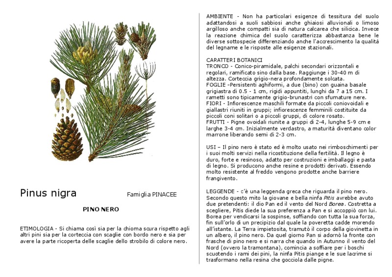 pinus_nigra.pdf