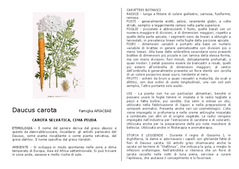 Daucus_carota.pdf