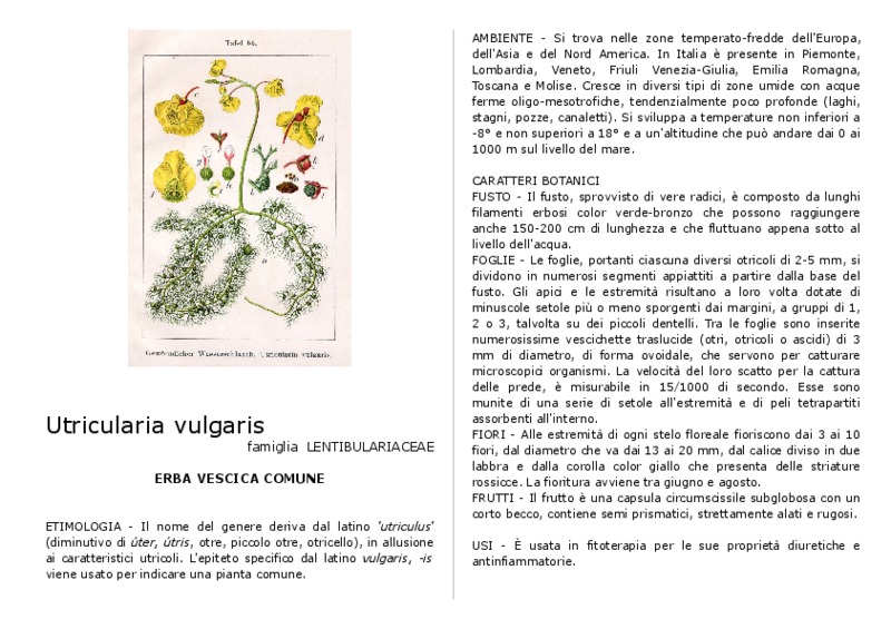 Utricularia_vulgaris.pdf