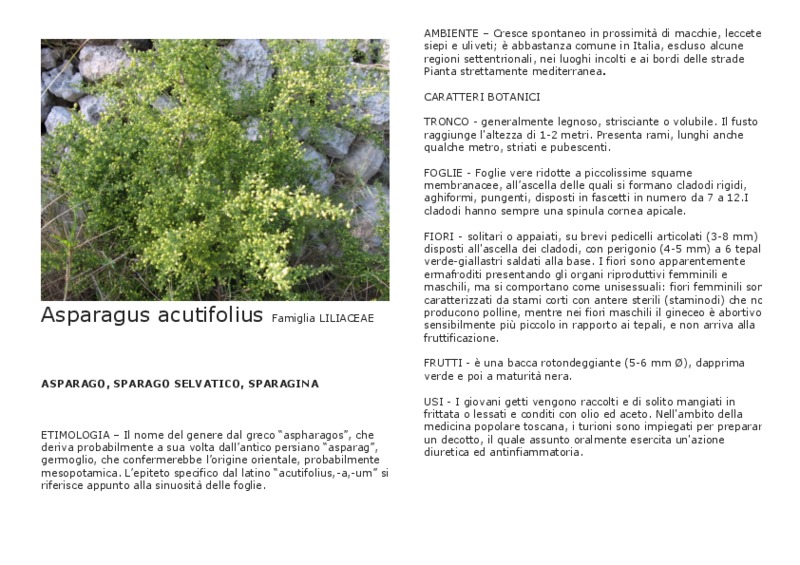 Asparagus_Acutifolius.pdf