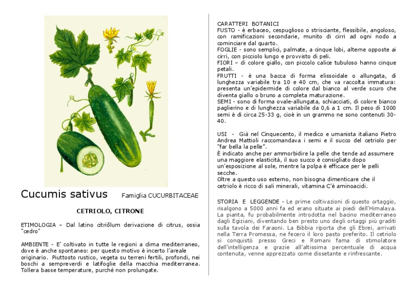 Cucumis_sativus.pdf