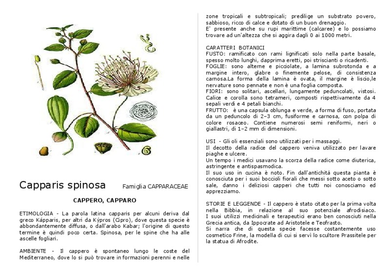 Capparis_spinosa.pdf