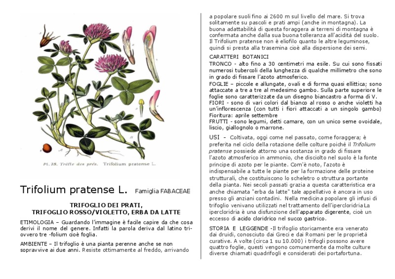 Trifolium_pratense.pdf
