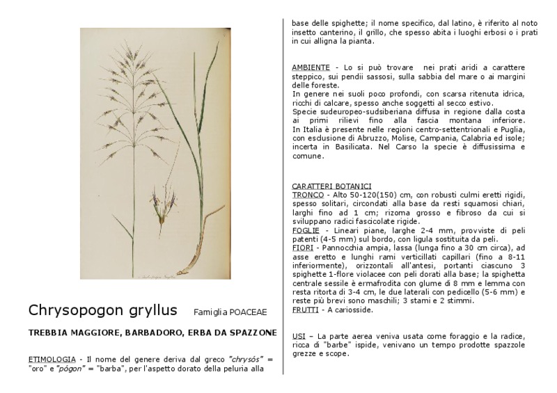 Chrysopogon_gryllus.pdf