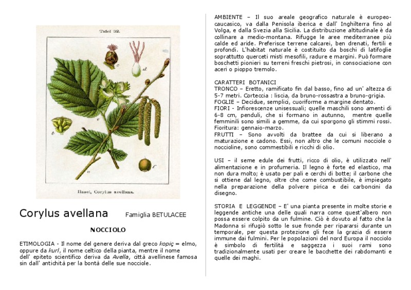 Corylus_avellana.pdf