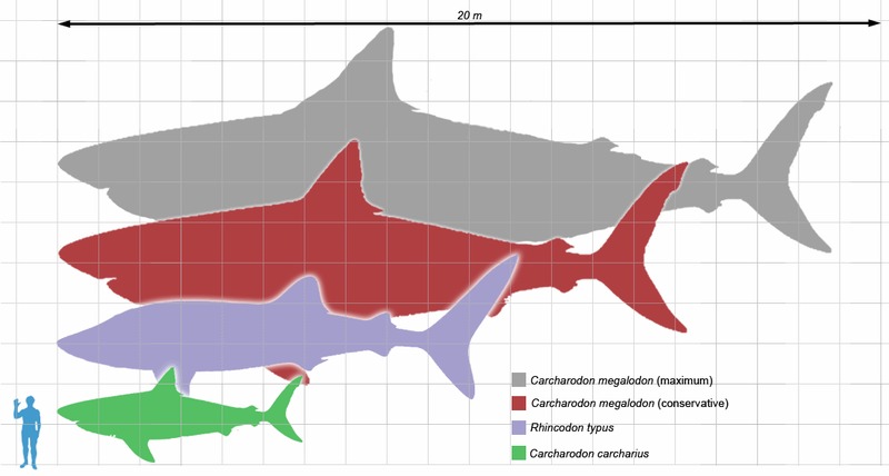Carcharodon_2.png