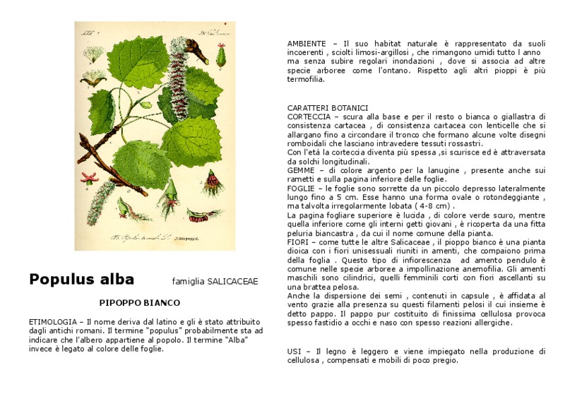 populus_alba.pdf