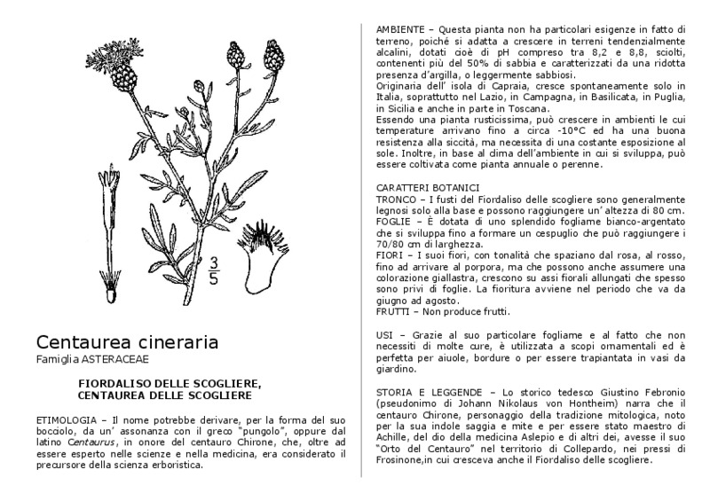 Centaurea_cineraria.pdf