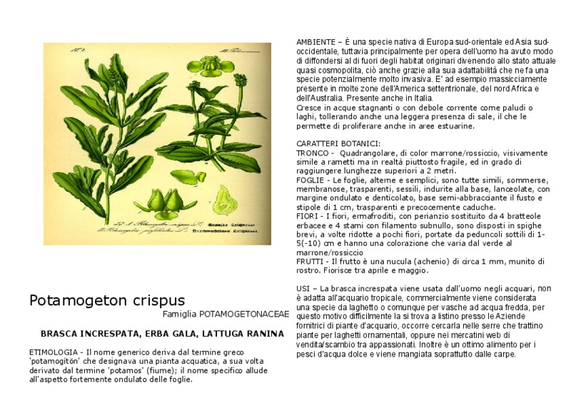 Potamogeton_crispus.pdf