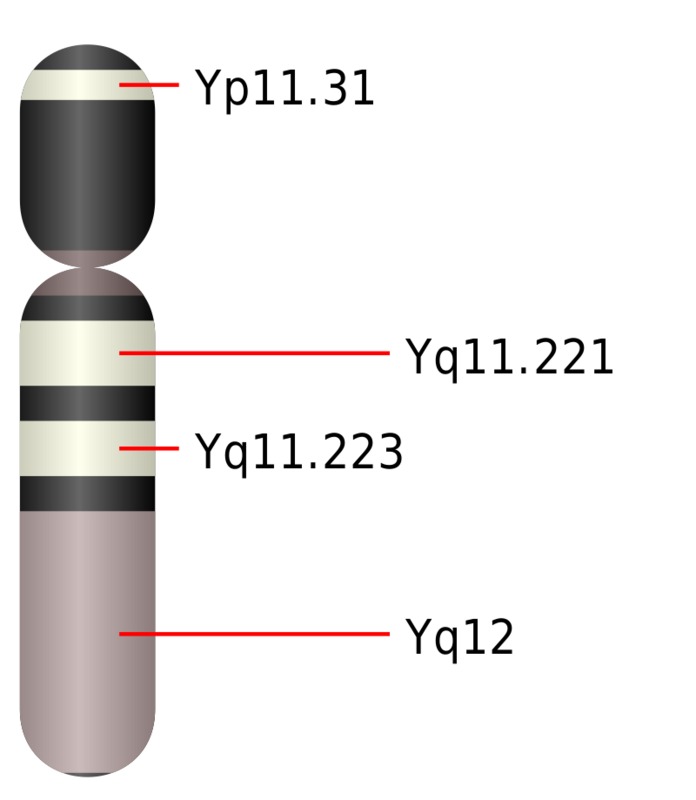 800px-Chromosome_Y.svg.png