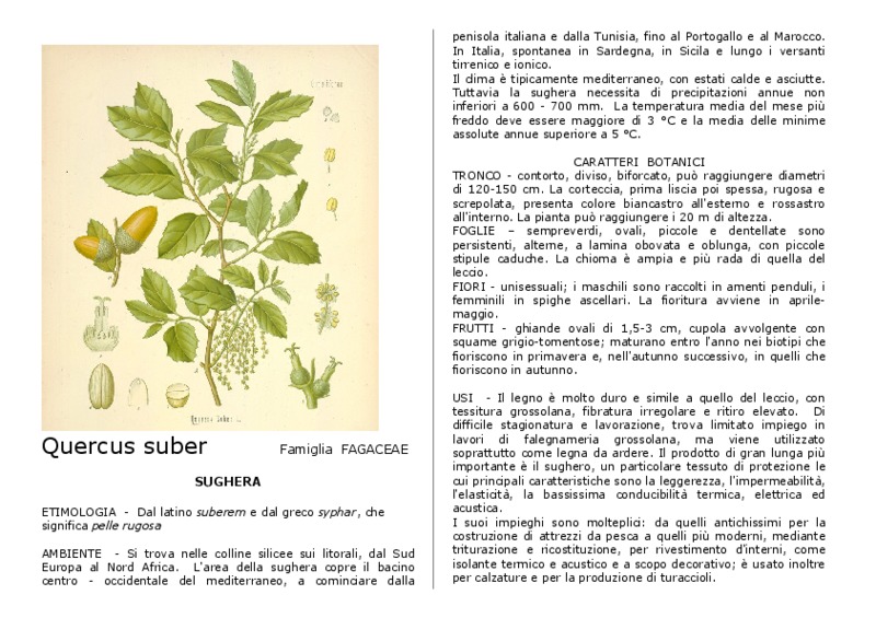 Quercus_suber.pdf