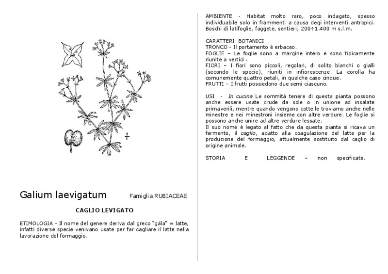 galium.pdf