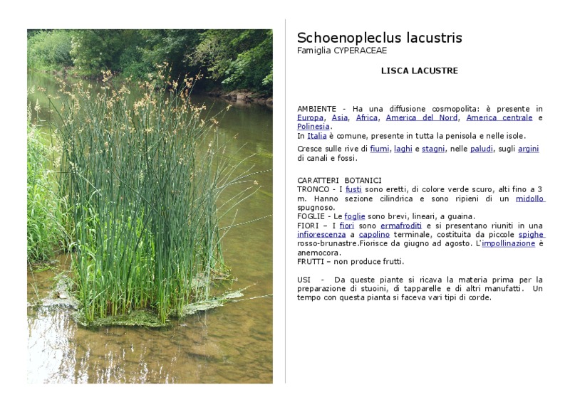 schoenopleclus lacustris.pdf