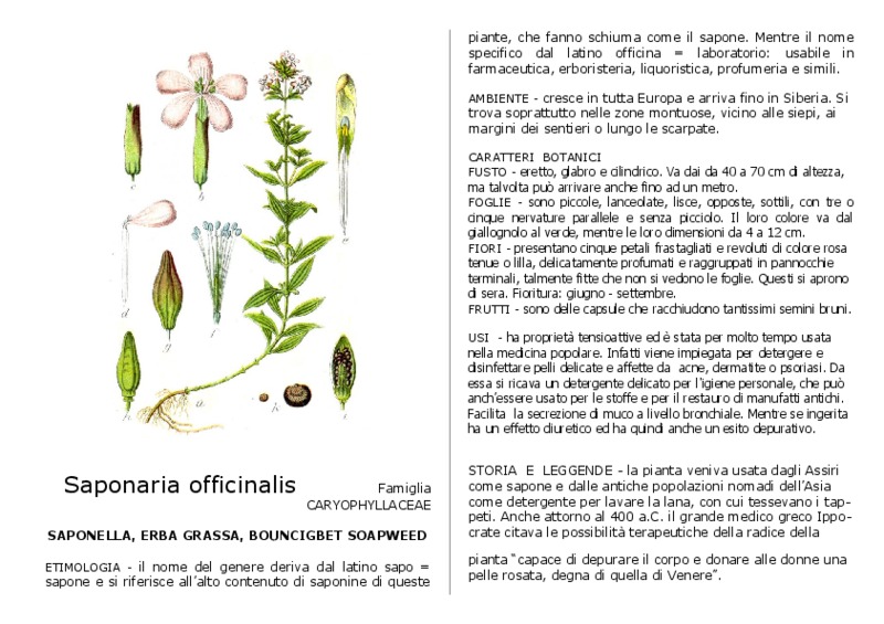 Saponaria_officinalis.pdf