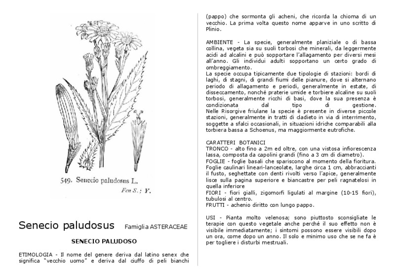 Senecio_paludosus.pdf
