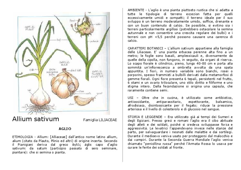 Allium_sativum.pdf