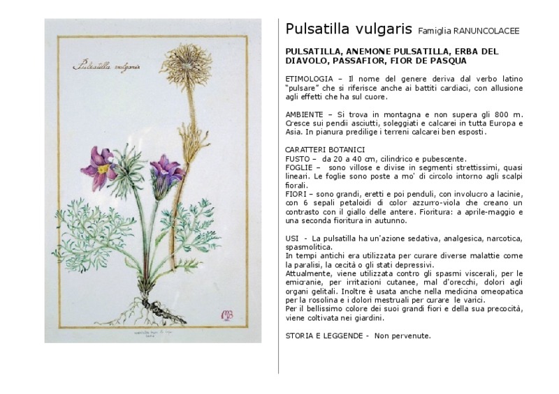 Pulsatilla_vulgaris.pdf