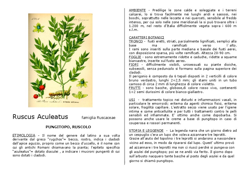 ruscus_aculeatus.pdf