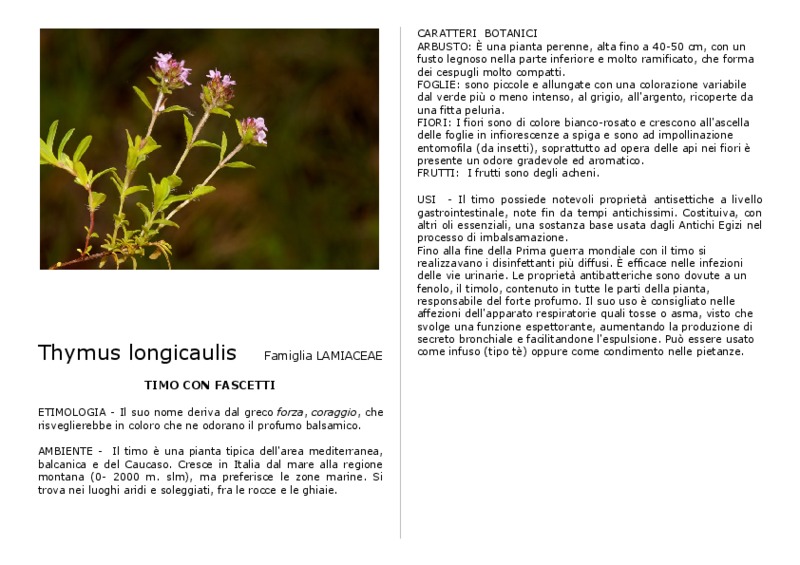 Thymus longicaulis.pdf