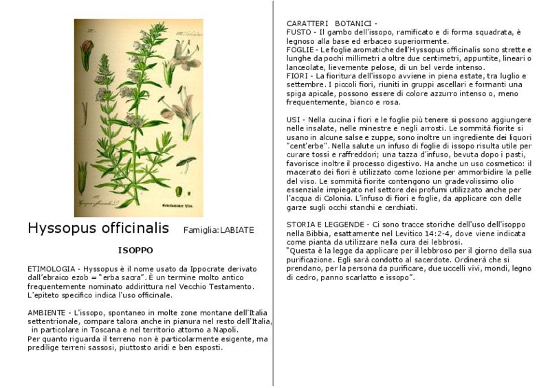 Hyssopus_officinalis.pdf
